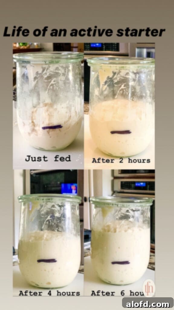 A four-panel image demonstrating the rise and fall of a sourdough starter: just fed, after 2 hours, after 4 hours, and after 6 hours.