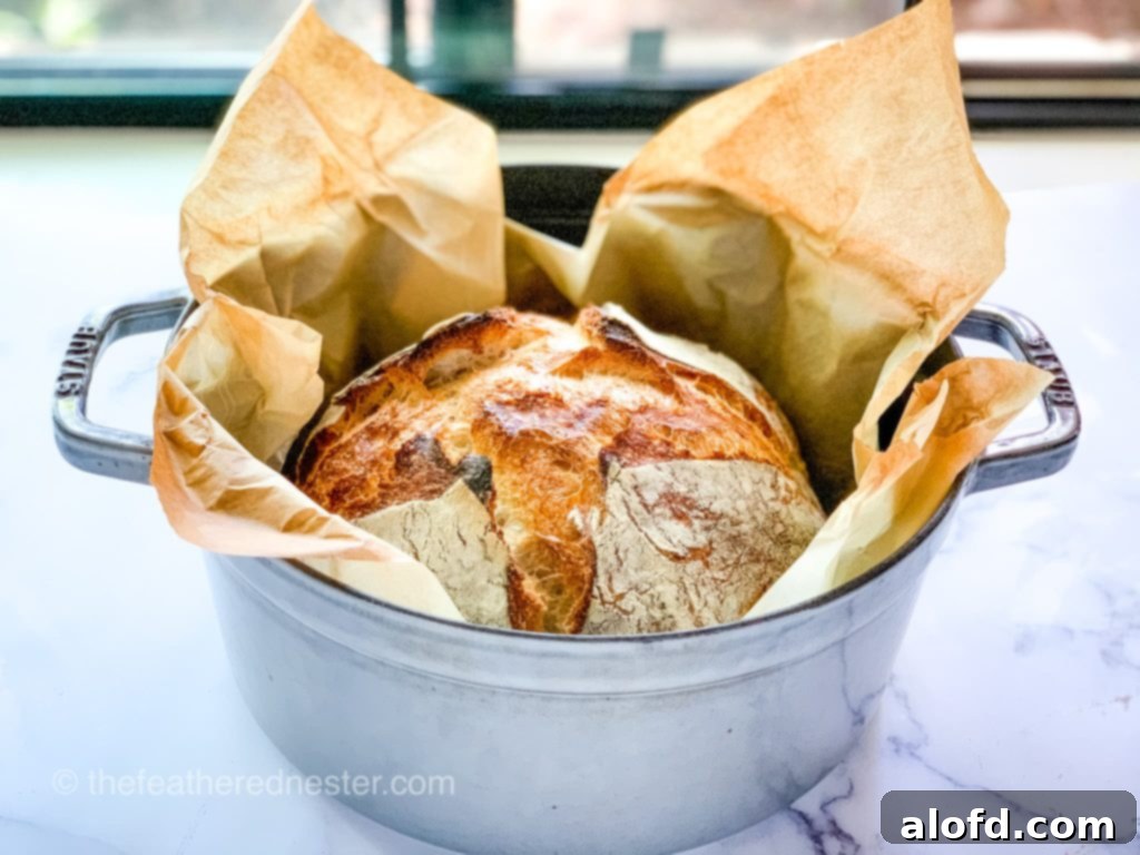 A beautiful, crusty loaf of sourdough bread baked in a grey Staub Dutch oven, resting on parchment paper.