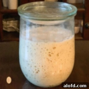 A square image depicting a healthy sourdough starter in a jar, ready for use.