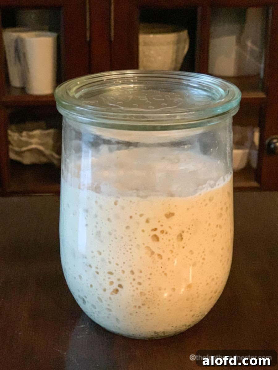 A 1-liter Weck tulip jar showcasing a seven-day-old, active sourdough starter, rich with bubbles.