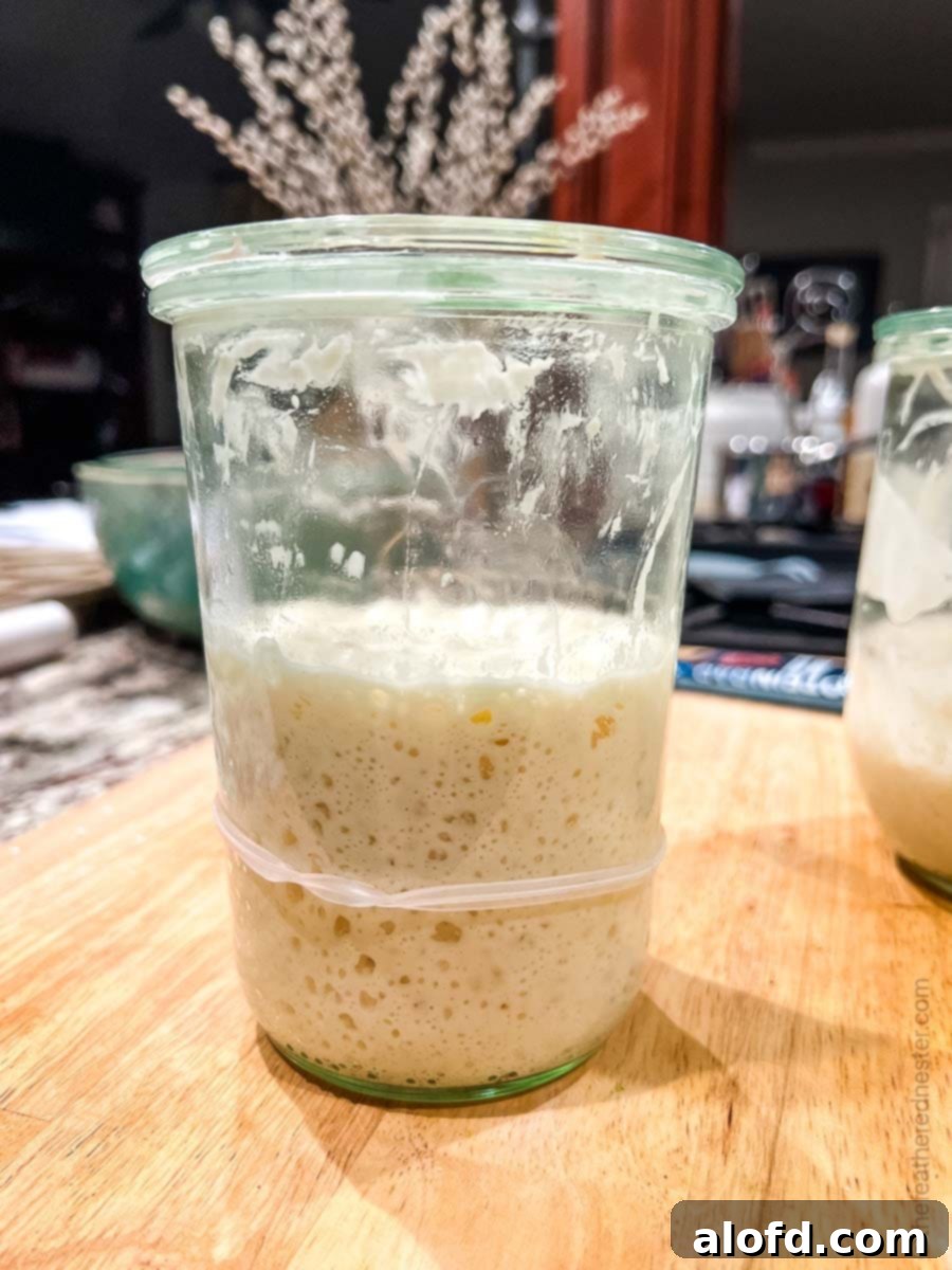 Mastering Sourdough Starter Storage 4 A Weck jar containing an active, bubbly sourdough starter, ready for use or storage.