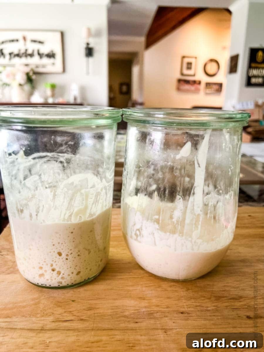 Mastering Sourdough Starter Storage 5 Three glass jars of sourdough starter, illustrating how to store sourdough starter for long-term preservation methods like freezing and dehydrating.