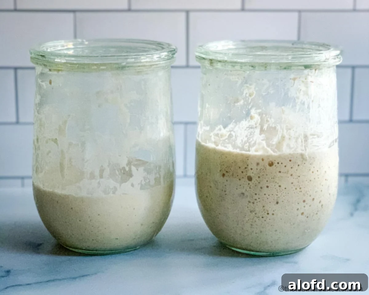 Two glass jars containing bubbly sourdough starter, highlighting the vibrant life of a well-maintained starter.
