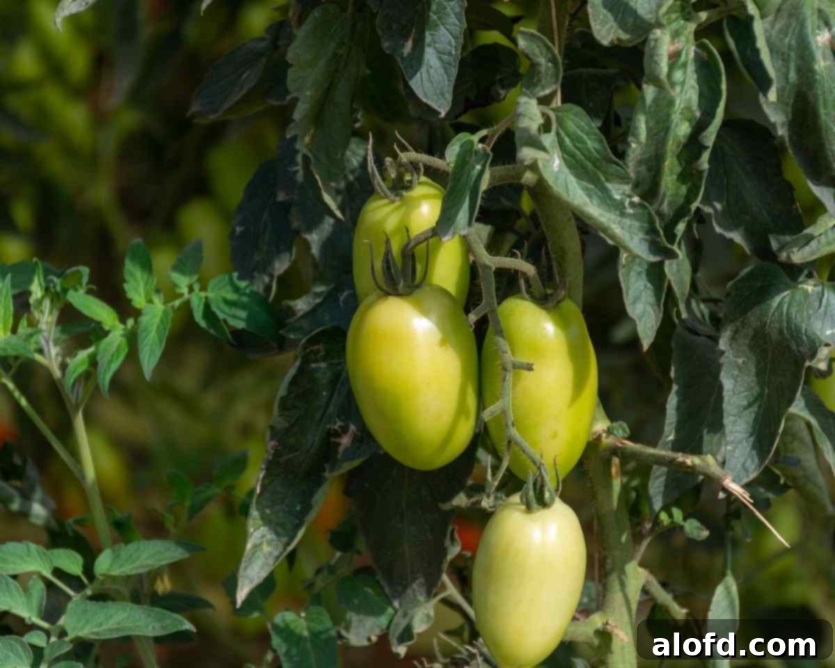 Unripe tomatoes hanging on the vine.
