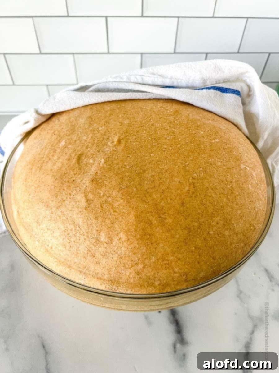 Fully risen dough inside a clear bowl, demonstrating successful bulk fermentation.