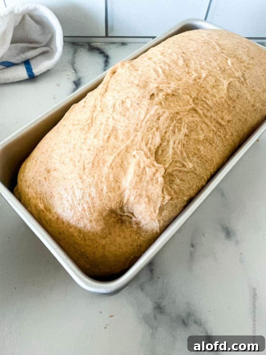 Whole wheat sourdough bread in a bread pan, perfectly risen and ready for baking.