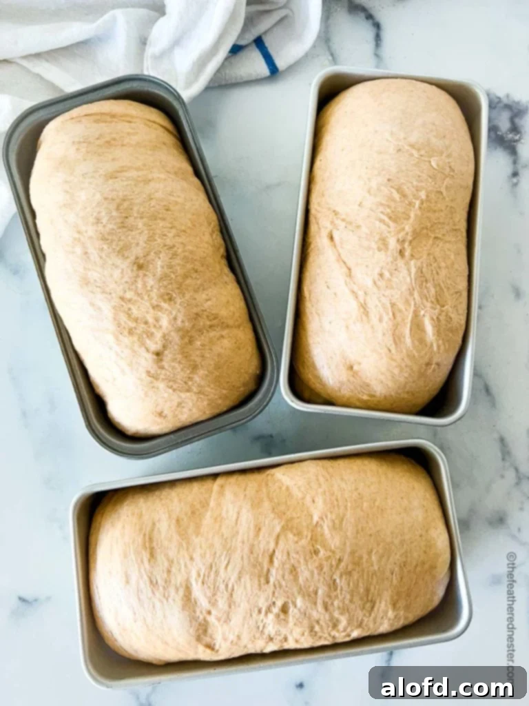 Three small loaves of perfectly risen whole wheat bread sandwich dough in their pans, ready to be baked into delicious homemade bread.