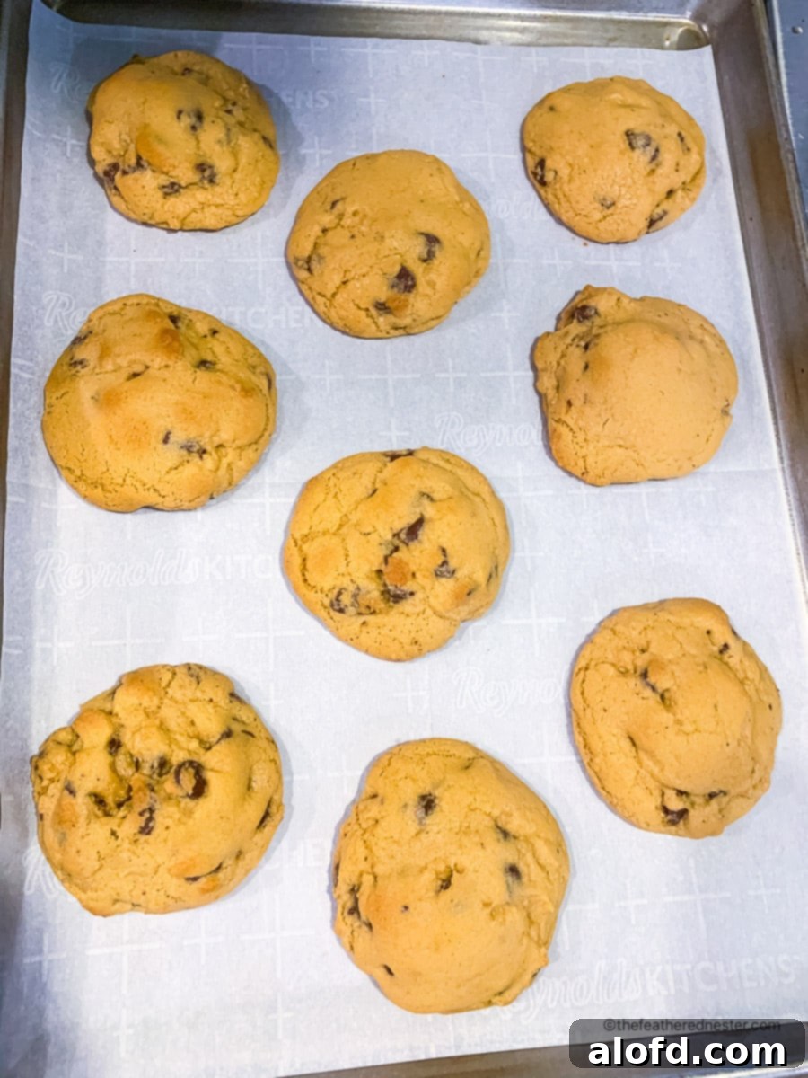 Freshly baked chocolate chip cookies, golden and slightly puffed, cooling on a parchment paper-lined baking sheet straight from the oven.