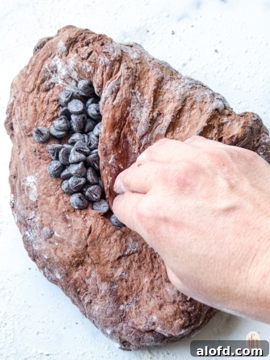 Decadent Chocolate Sourdough 8 Chocolate chips being added to the risen sourdough dough and gently folded in on a floured surface, preparing for the final shaping.