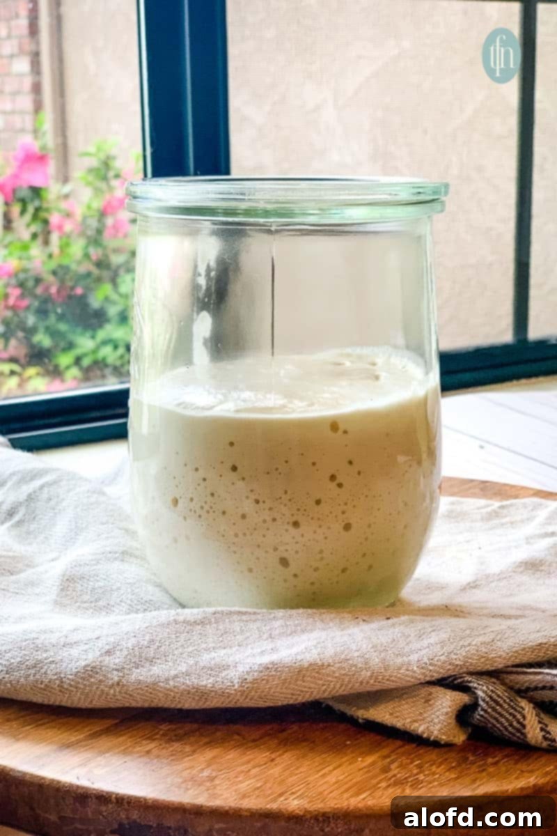 Sourdough Discard Demystified 3 A jar of sourdough starter.