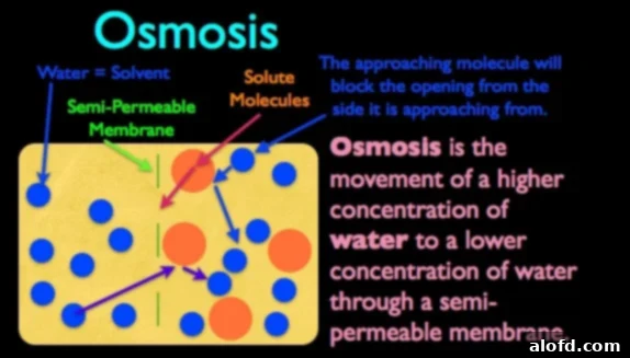 Succulent Buttermilk Pork Chops 3 A chart visually explaining the osmosis process that occurs when brining meat, showing the movement of water and salt.