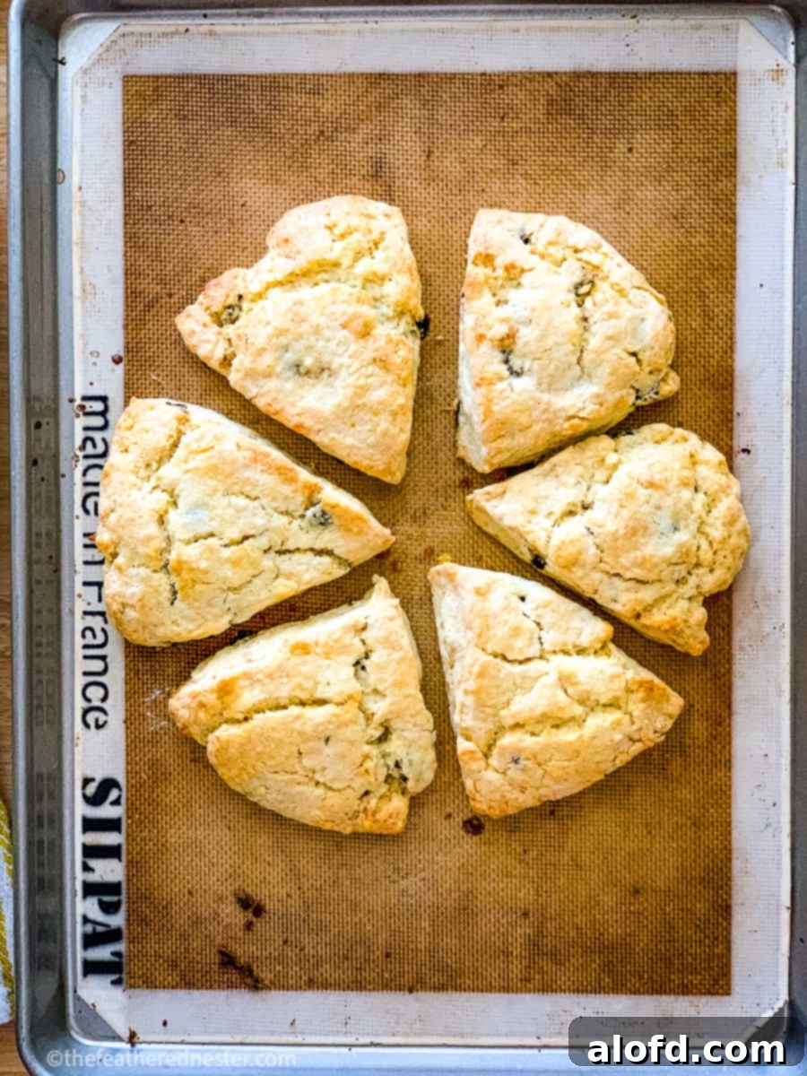 A sheet pan filled with freshly baked golden scones.