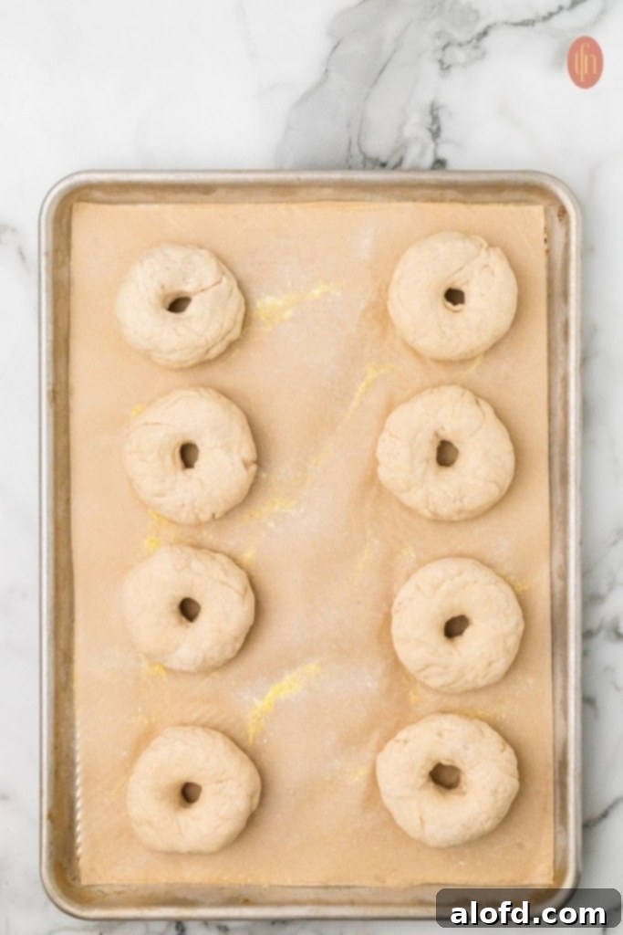 Sourdough Bagels Artisan Sourdough Bagels 12 Shaped bagel on a baking sheet.
